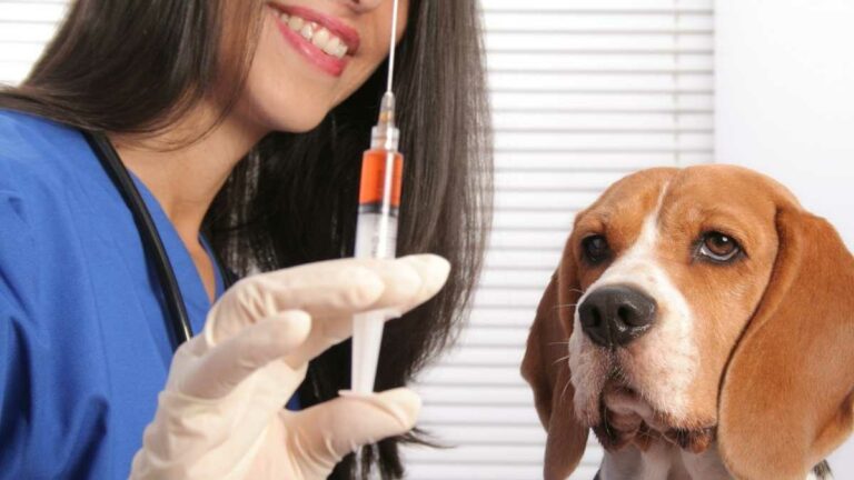 Vacinação de cães e gatos vai até a próxima sexta-feira em BH