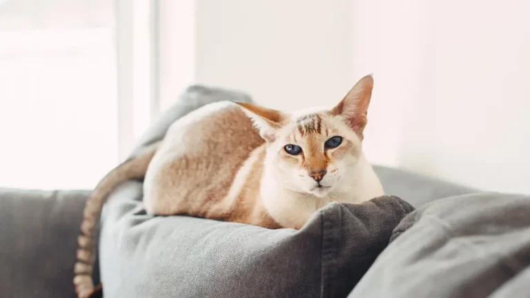 Como tirar pelo de gato do sofá