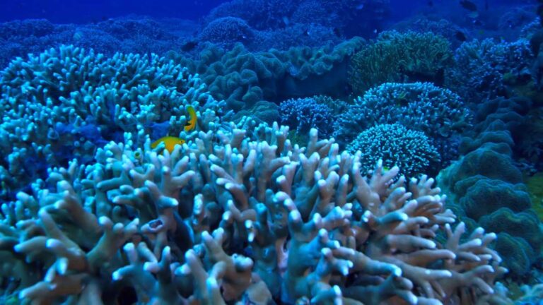 Corpos do Mar Porosos: Formas e Cores Variadas