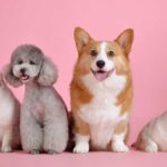 Vila Pet: Um Guia Completo para os Amantes de Animais de Estimação