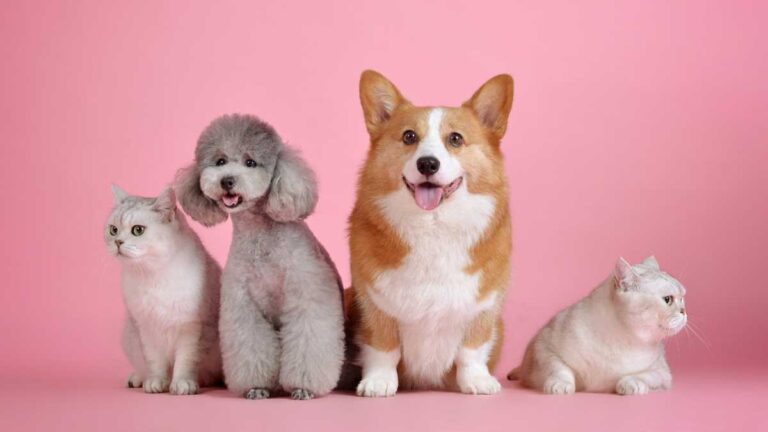 Vila Pet: Um Guia Completo para os Amantes de Animais de Estimação