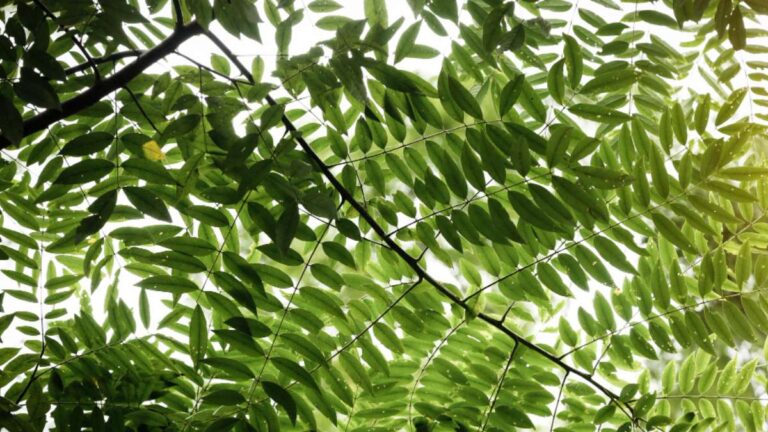 Arvore Samambaia: Guia Prático de Cuidados e Cultivo