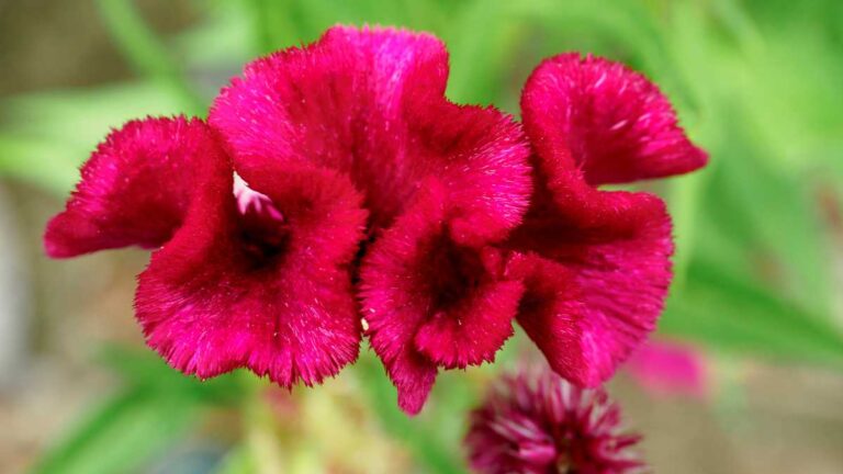 Celosia Cristata: Guia Completo de Cultivo e Cuidados