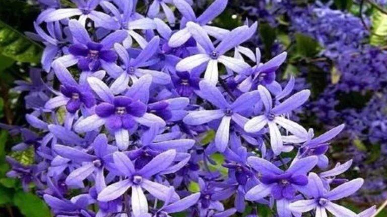 Flor de São Miguel: Guia Completo de Cultivo e Cuidados
