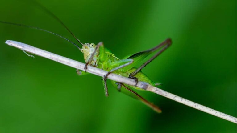 O que significa ver um grilo verde: interpretações e simbolismo