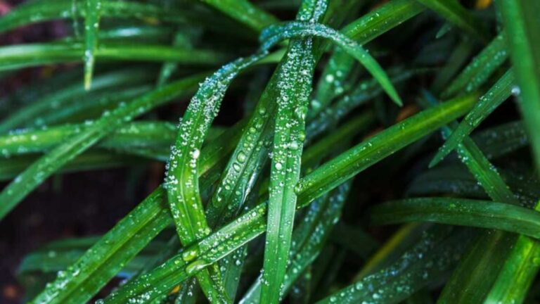 Barba de Serpente: Guia Completo de Cuidados e Cultivo
