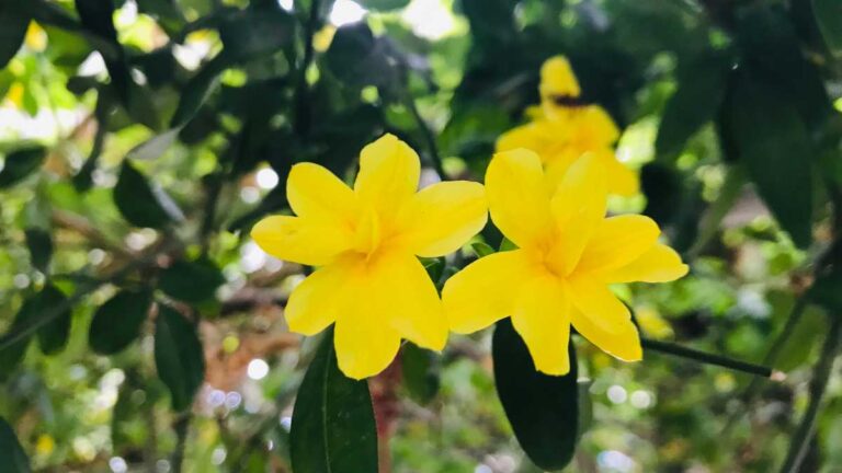 Jasmim Amarelo: Guia de Cuidados e Cultivo