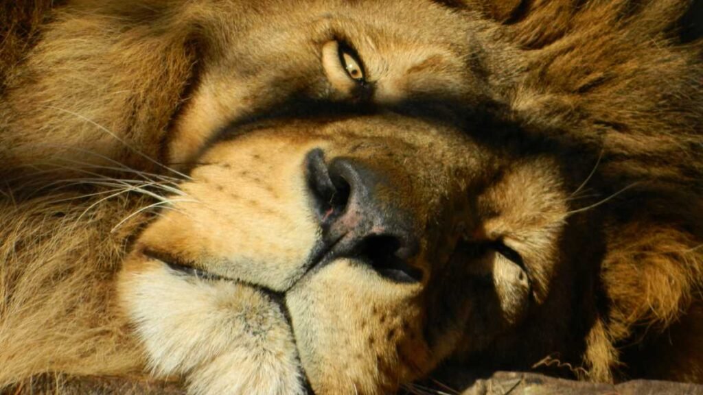 Sonhar com Leão Número da Sorte