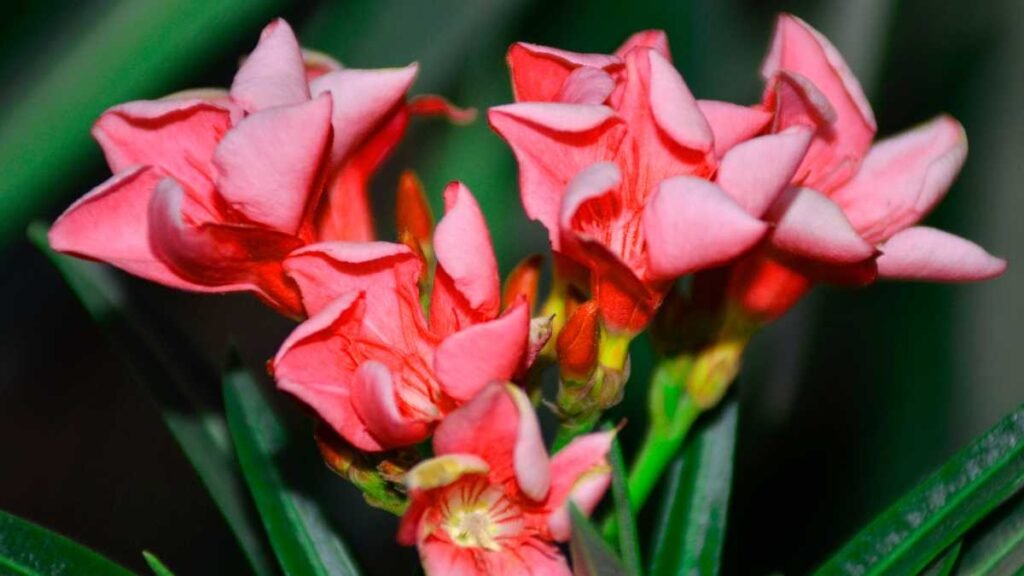 Cinco Flores Venenosas que Você Deve Passar Longe