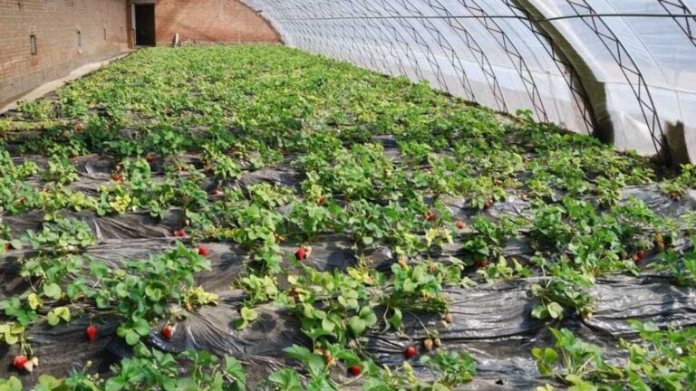 Mercado Agrícola: Como Aumentar a Produtividade em Pequenas Propriedades?