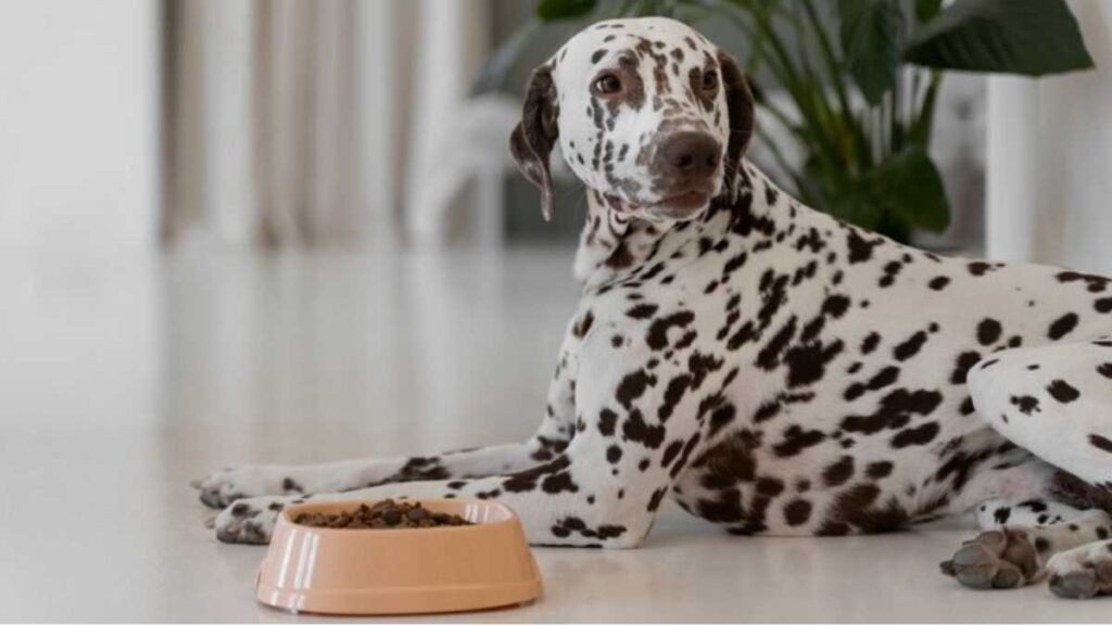 Hábitos essenciais para manter a saúde do seu cachorro em dia