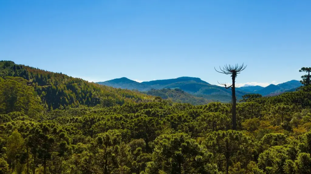 Araucárias e montanhas sob céu azul em Monte Verde