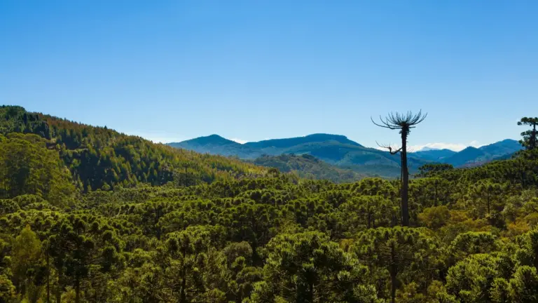 O que fazer em Monte Verde: trilhas, centro e passeios na Mantiqueira
